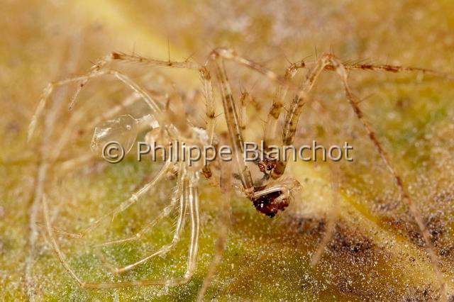 Mimetidae_8637.JPG - France, Indre (36), Araneae, Mimetidae, Araignée pirate (Ero tuberculata) s'extrayant de sa mue, mâle, 2,5 mm, Pirate Spider